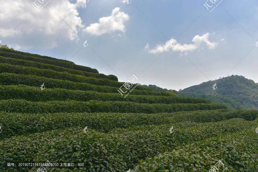 高山茶园