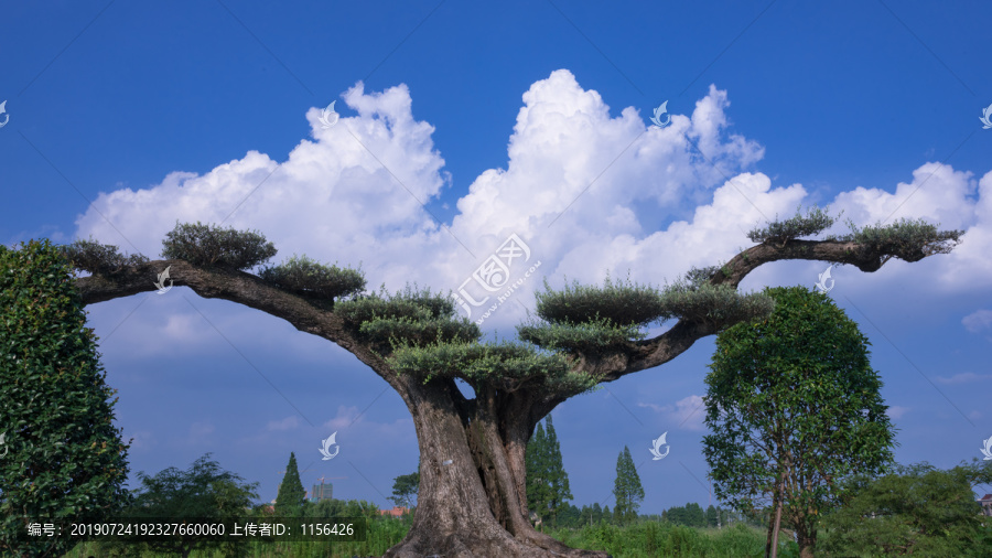 蓝天白云橄榄树