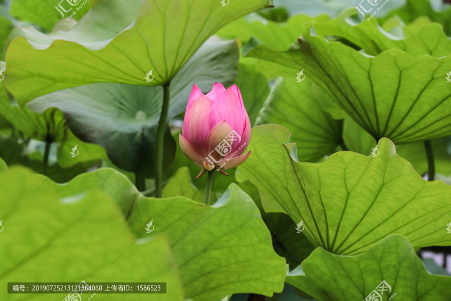 荷花莲花菡萏