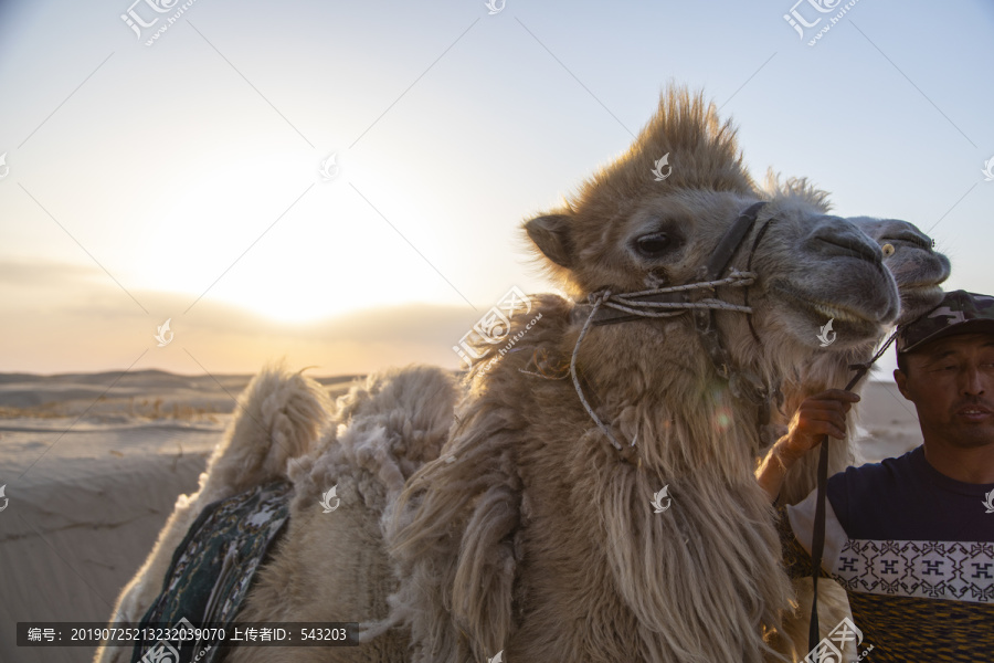 沙漠骆驼特写