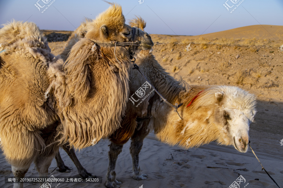 沙漠骆驼特写