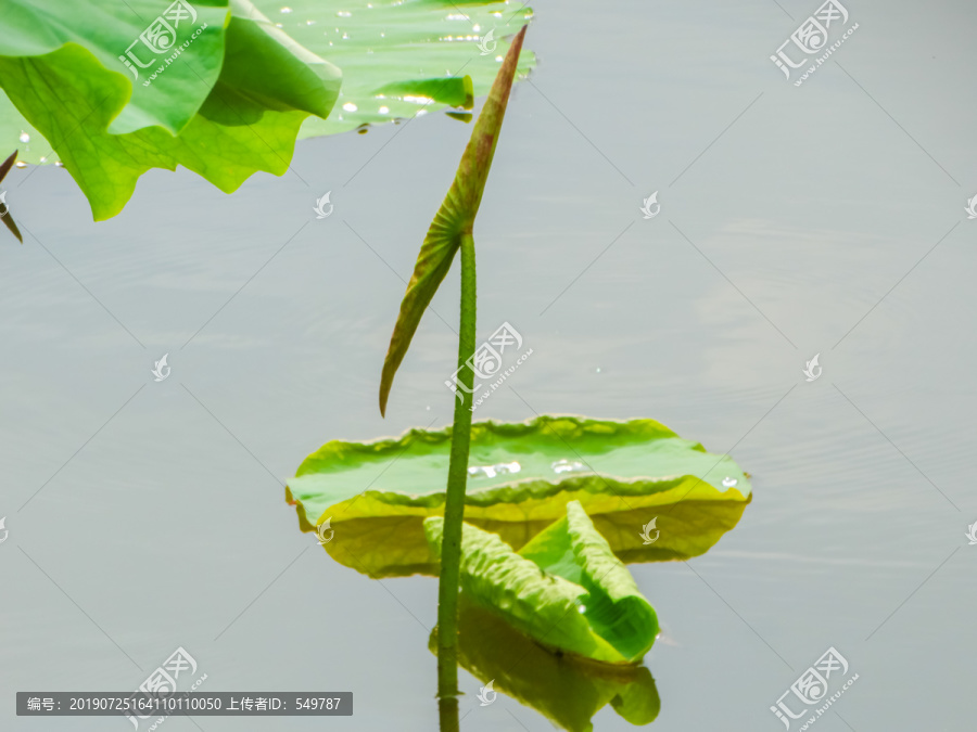 池塘小荷