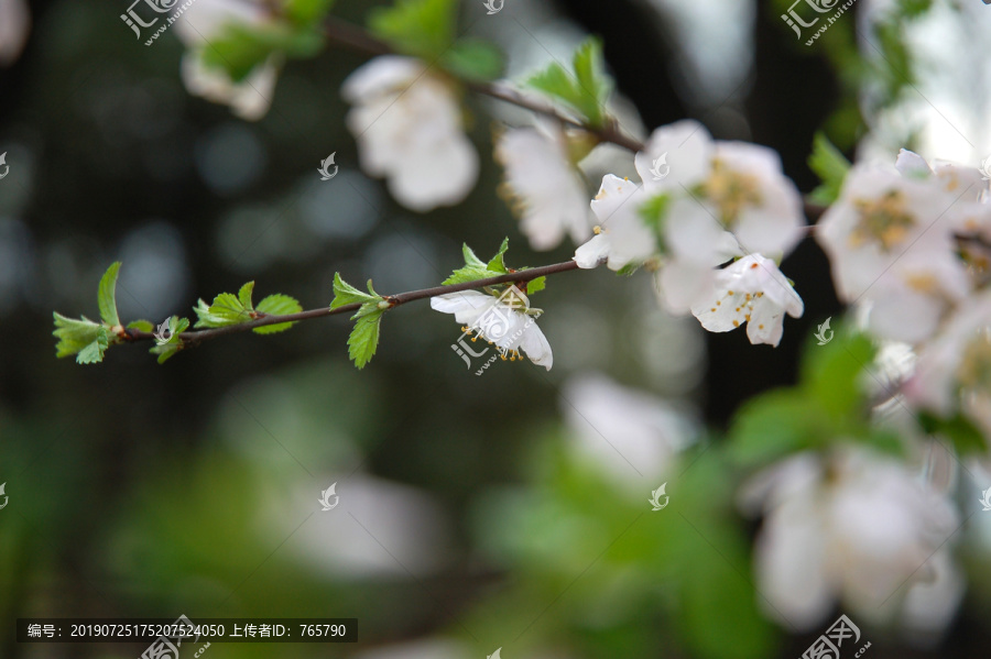 漂亮的李花