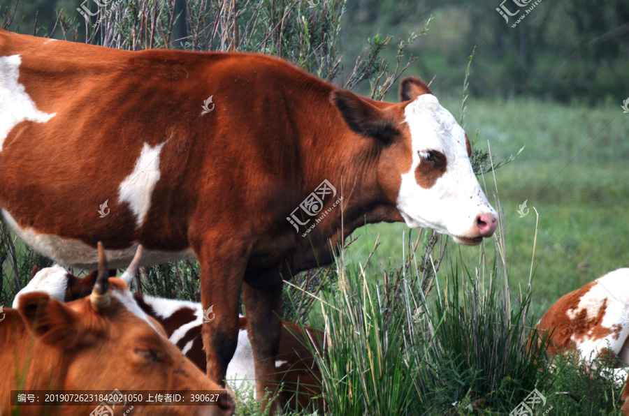 草原上散养的奶牛