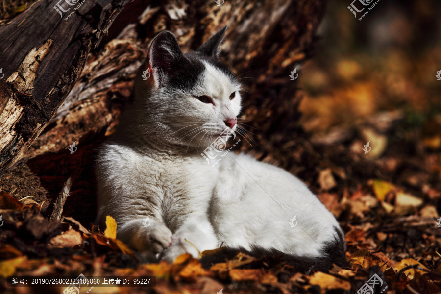 一只卧在黄色树叶里的白色猫咪