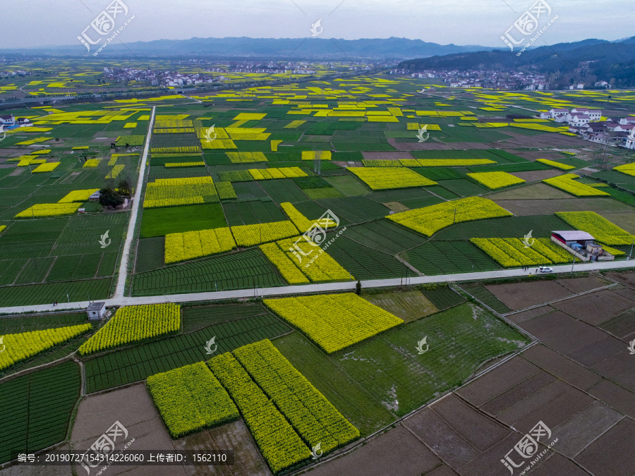 油菜花