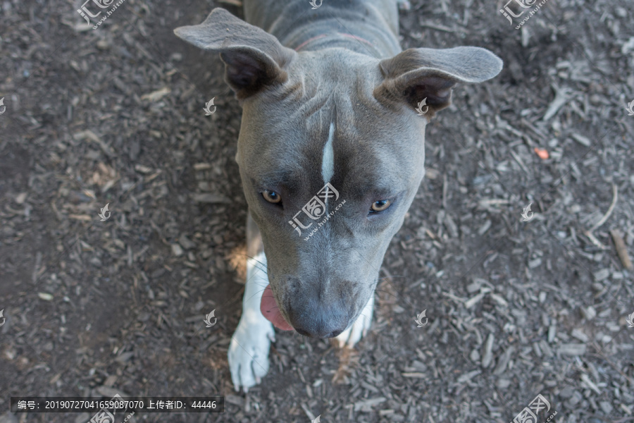 比特斗牛犬