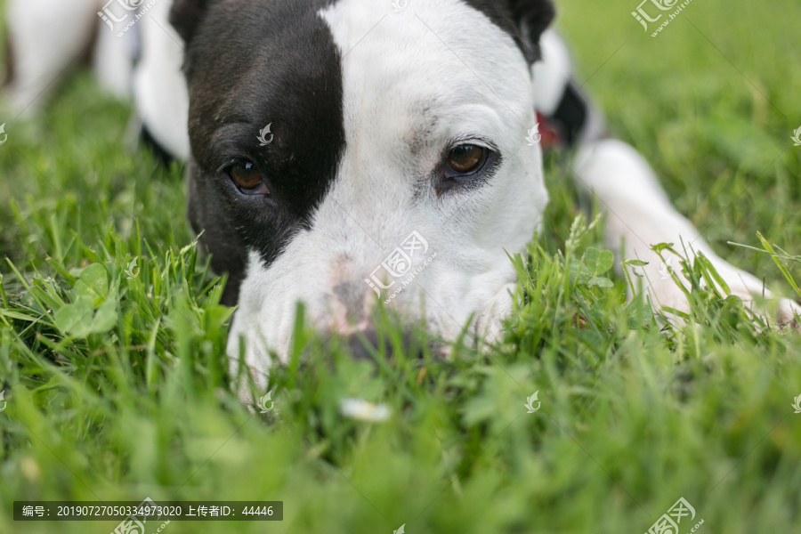 比特斗牛犬