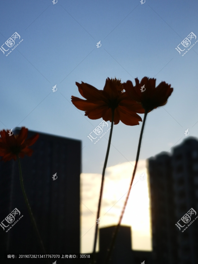 盛开的大波斯菊