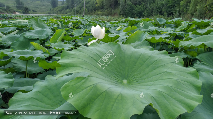 高雅荷花