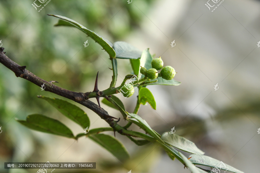 花椒树