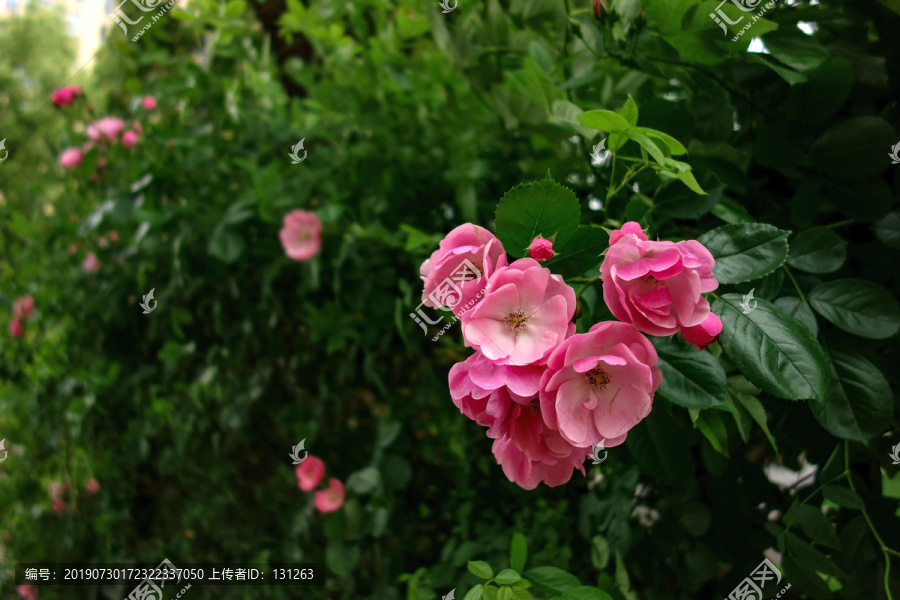 粉色野蔷薇花