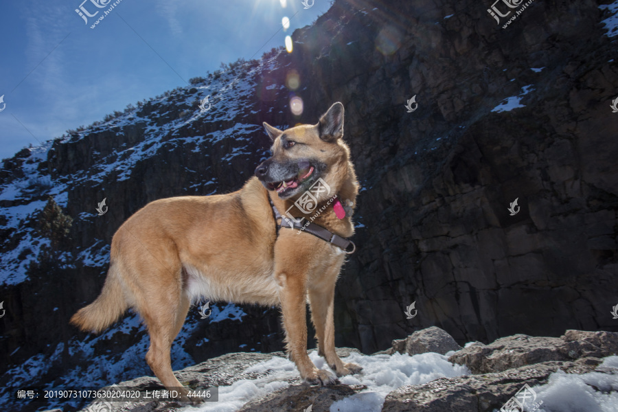 户外的德国牧羊犬