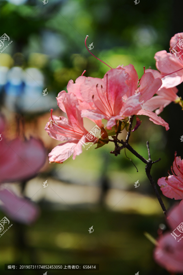 粉色花朵