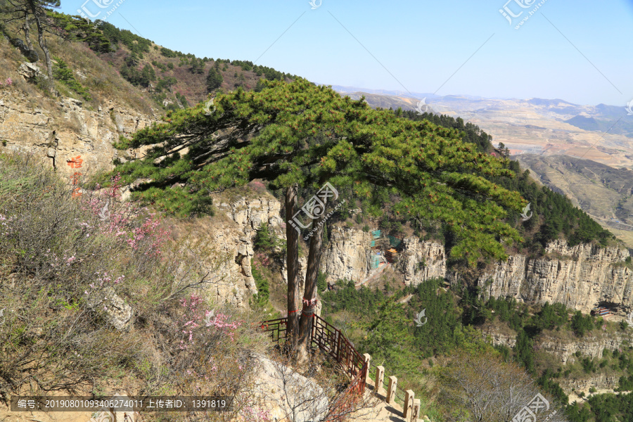 北岳恒山姐妹松