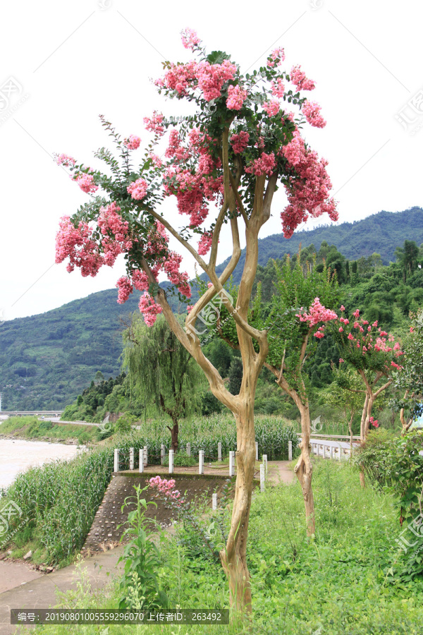 观赏紫荆花树