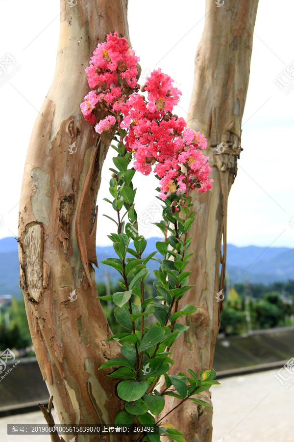 观赏紫荆花树