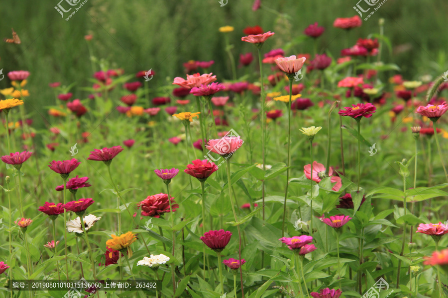 五颜六色的多花百日菊