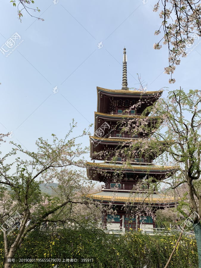 武汉东湖樱花园