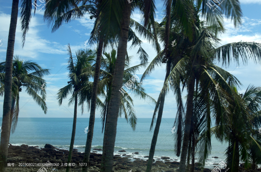 热带海岸椰子树