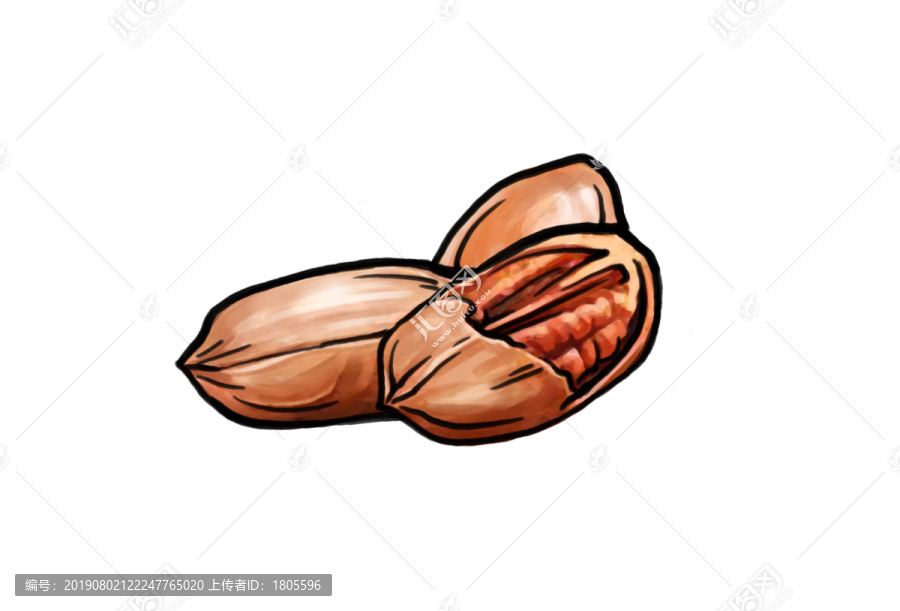 碧根果插畫