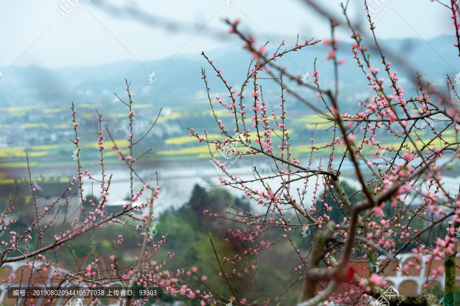 油菜花