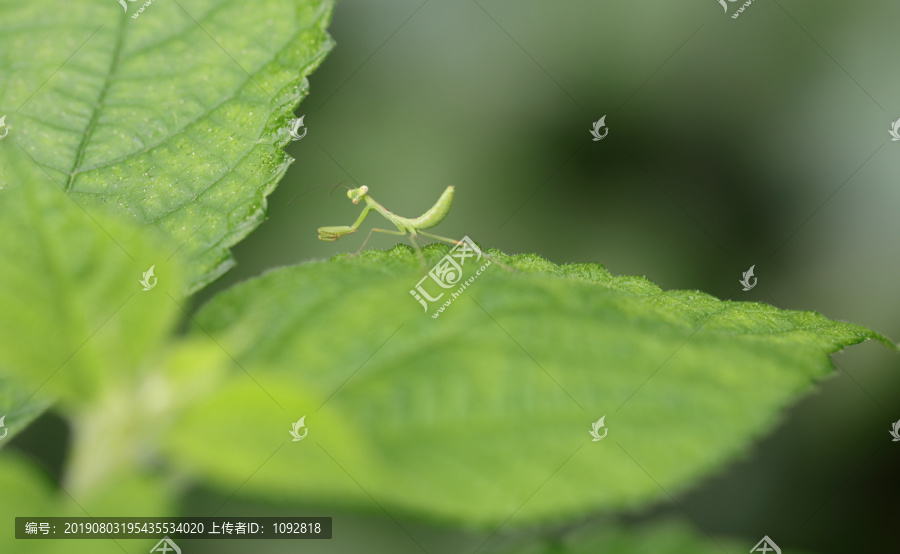 功夫螳螂