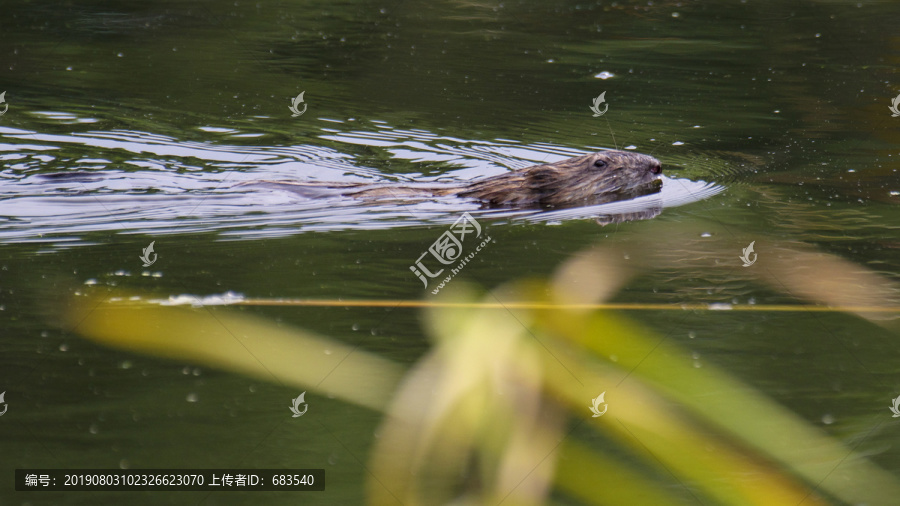 水耗子