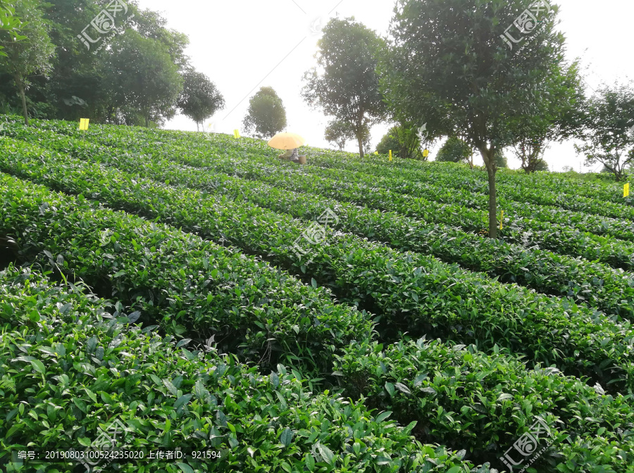 茶山