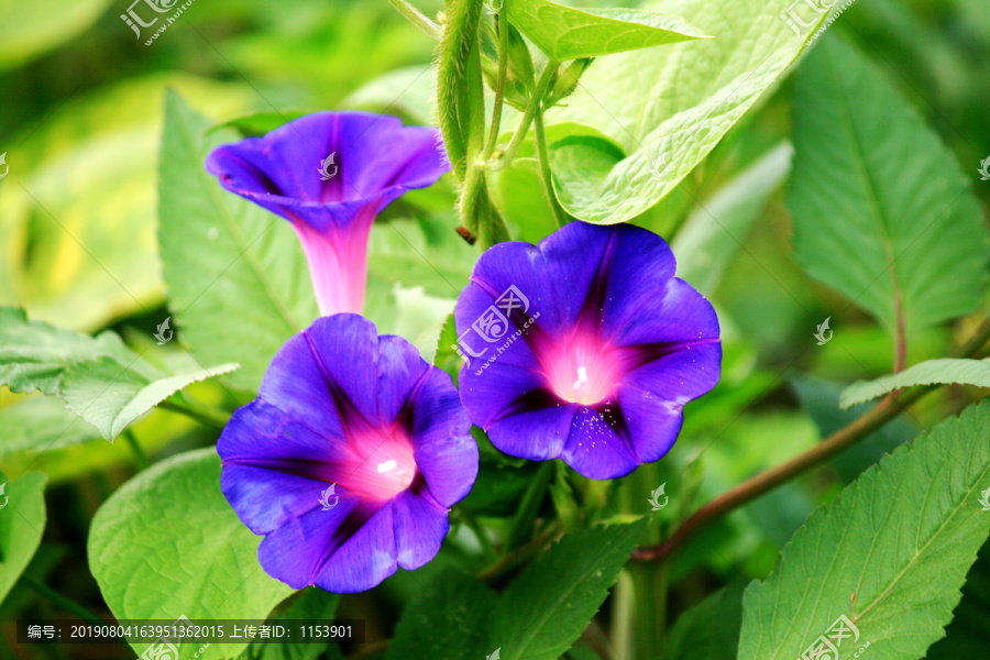 牵牛花