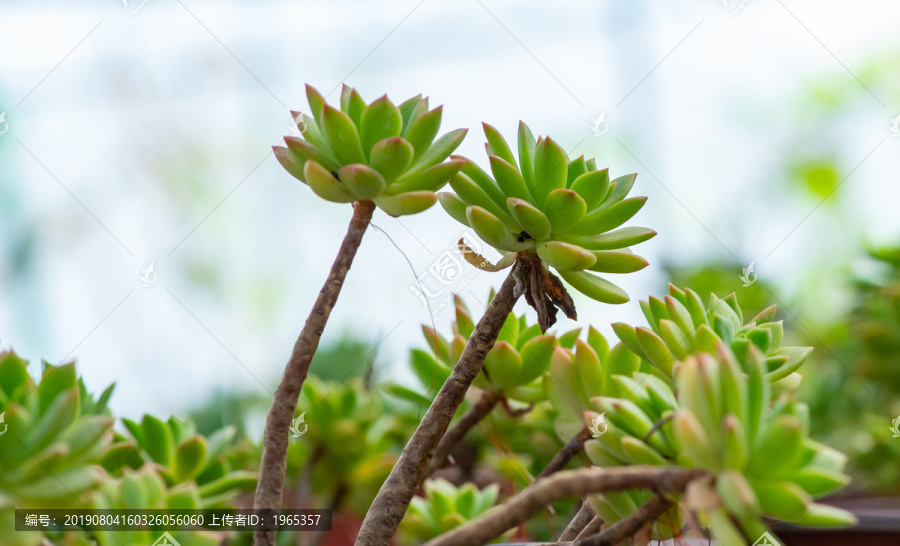 多肉植物