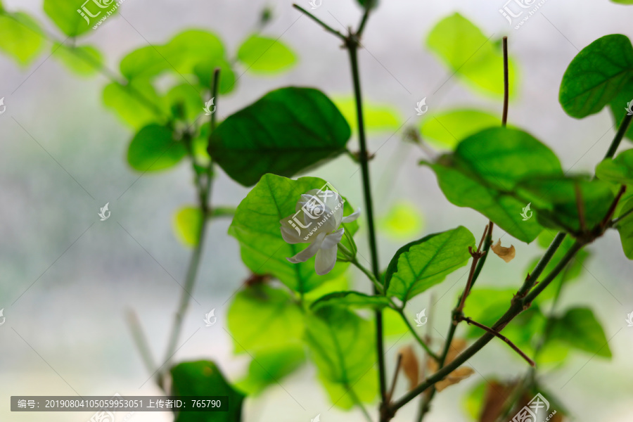 茉莉花