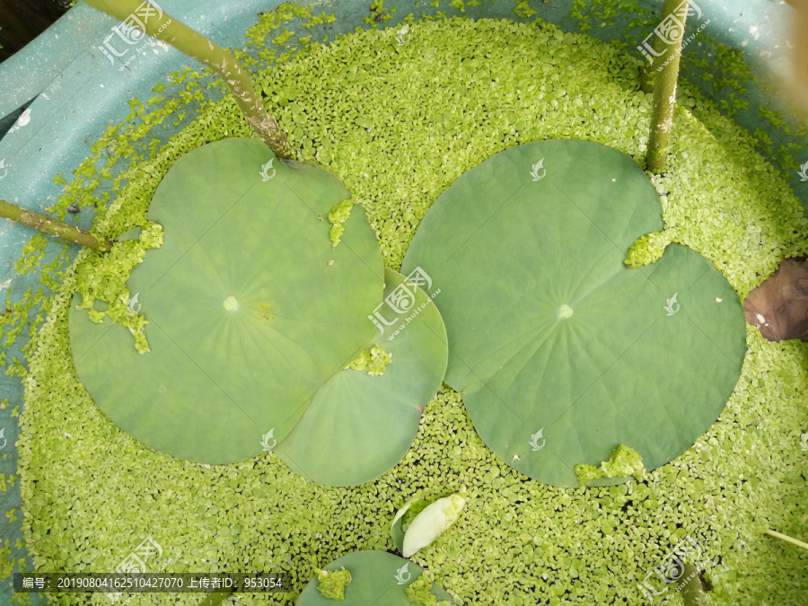 水芙蓉