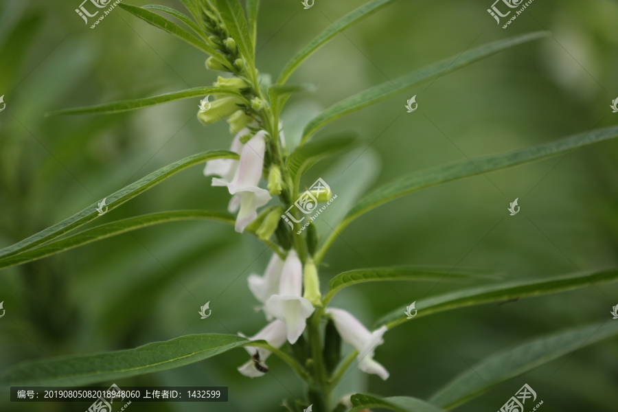 芝麻