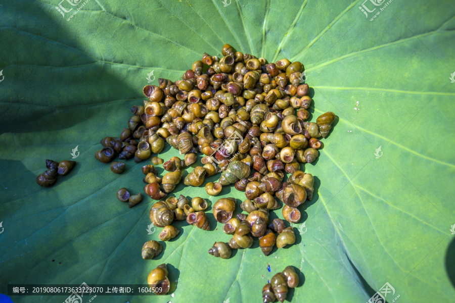 螺牛螺狮蜗罗牛