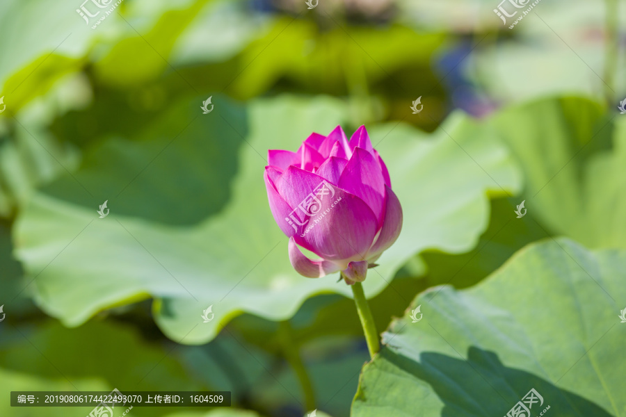 万亩荷花微山湖风光