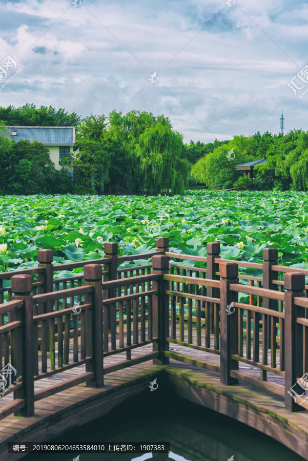 荷花池