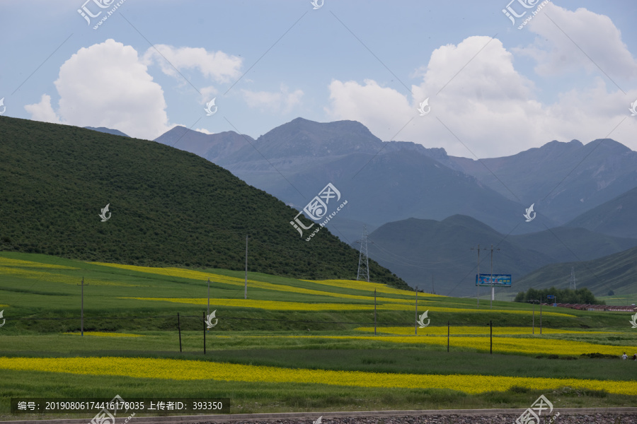 青海的油菜花