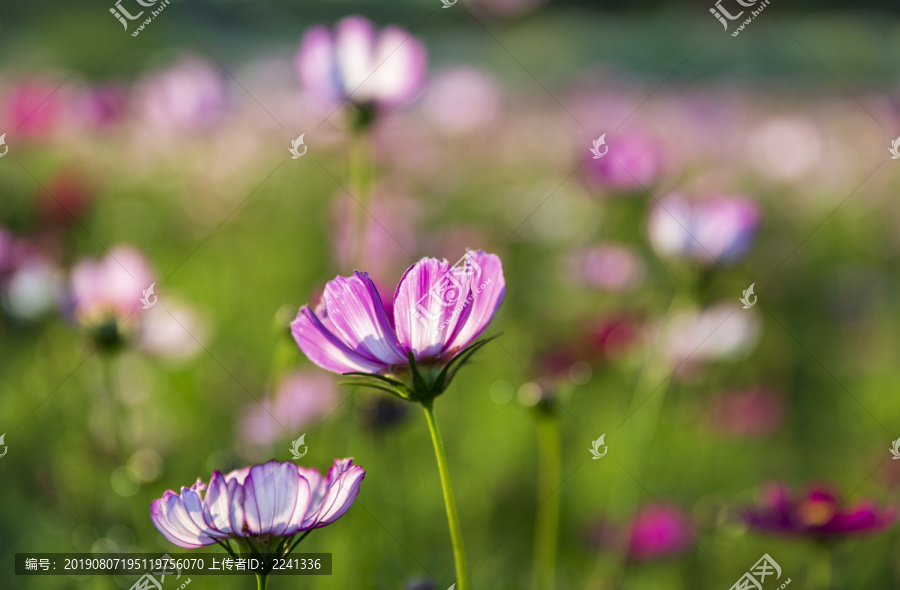 花草素材