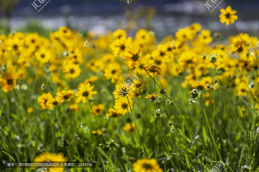 花草素材