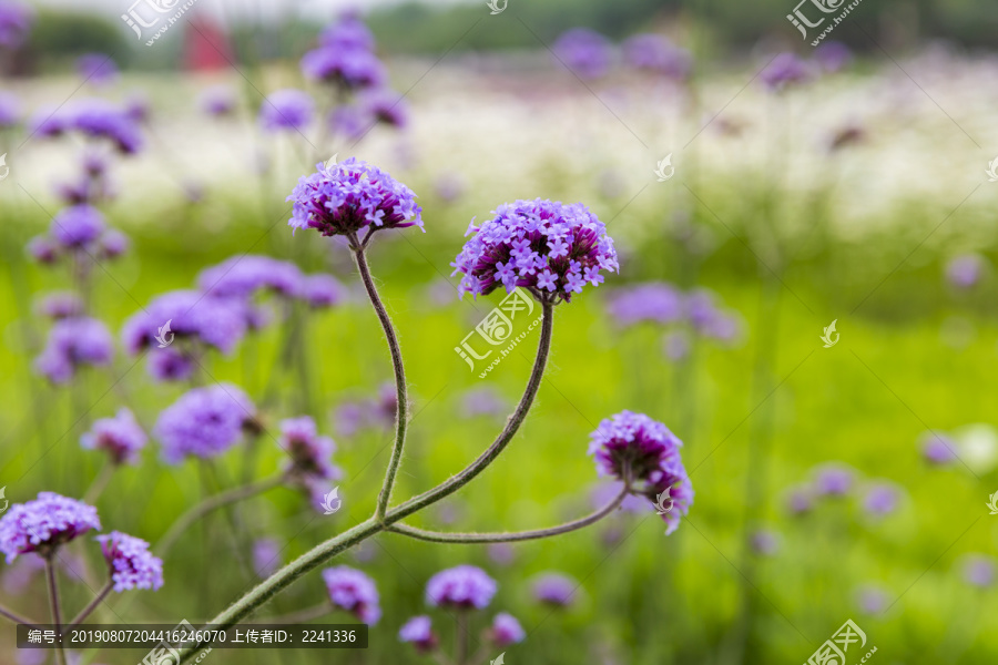 马鞭草花卉素材