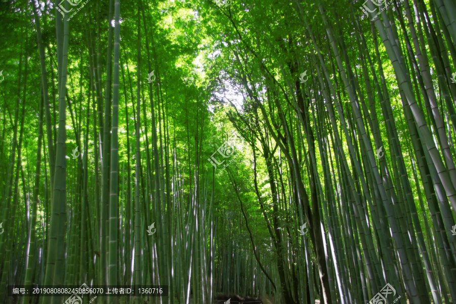 岚山竹林