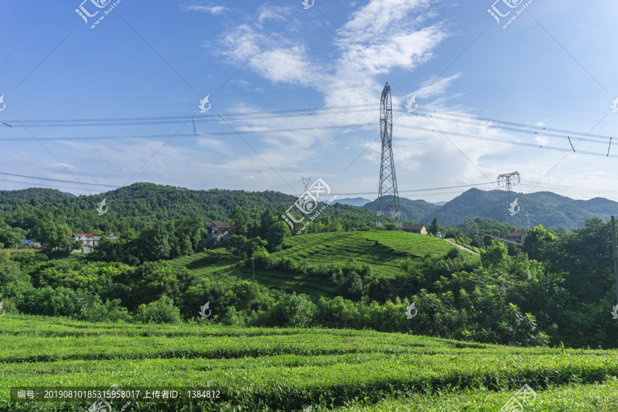 茶园风光