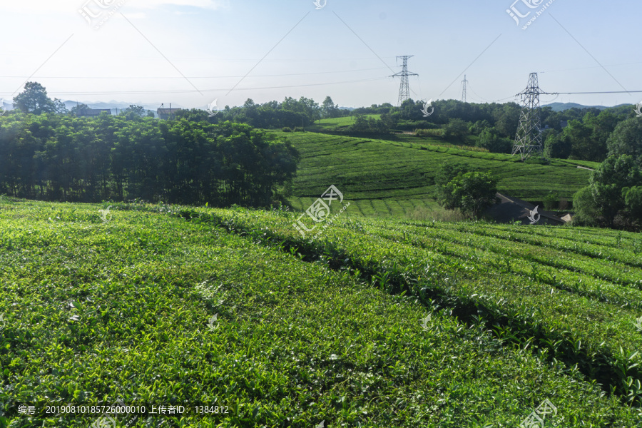 茶园风光