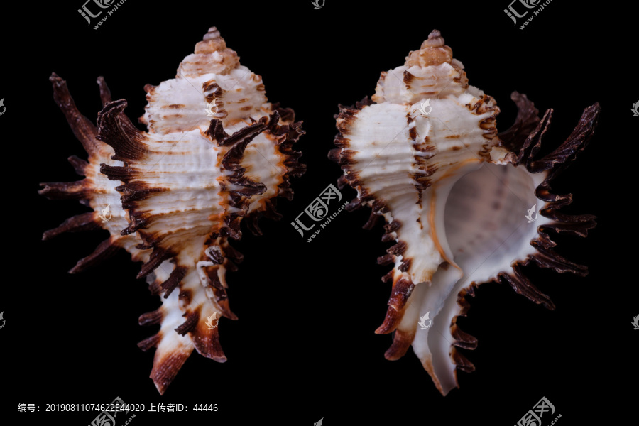 莴苣骨螺
