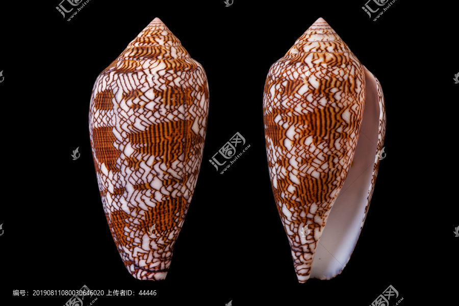 织锦芋螺