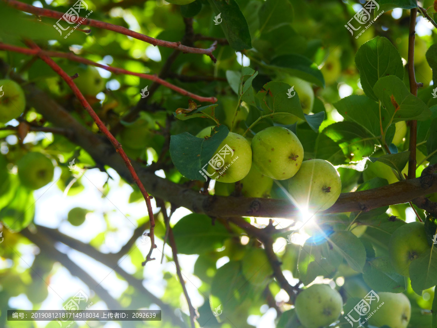 青苹果树挂果