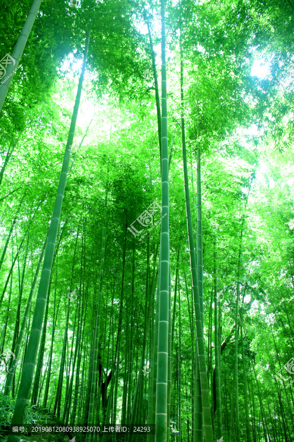 竹林
