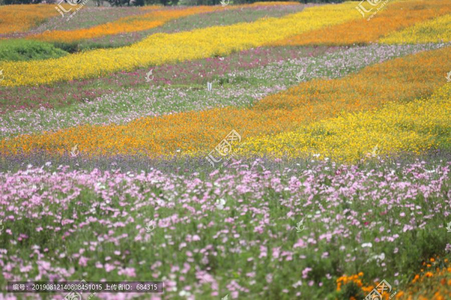 花卉花海