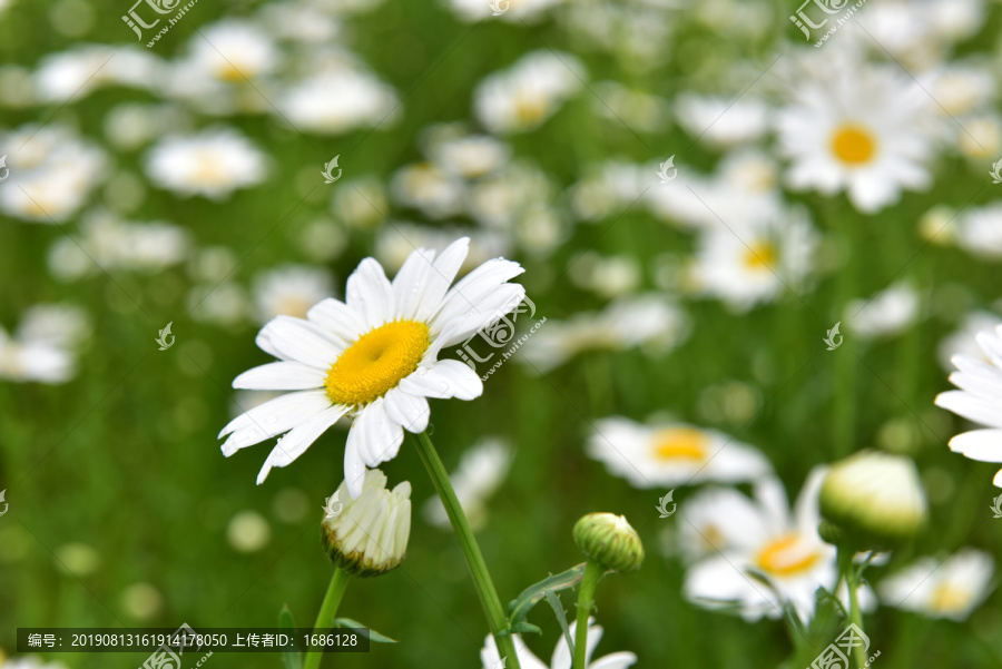 白色小花背景